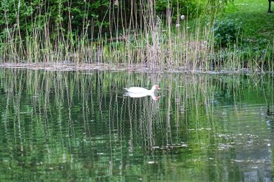 Swan swimming in lake