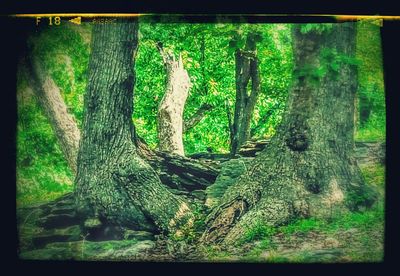 Trees on field