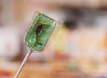 Close-up of scorpion in green lollipop