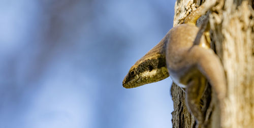 Ovambo tree skink on a tree in damaraland, a region of namibia