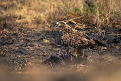 Tawny eagle