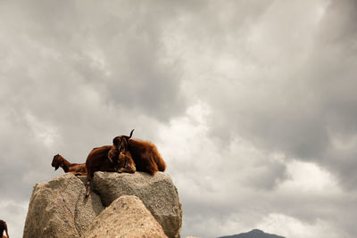 Low angle view of horse on rock against sky
