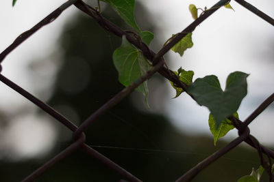 Close-up of plant seen through chainlink fence