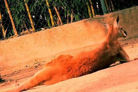 sand, beach, one animal, animal themes, sunlight, outdoors, relaxation, side view, nature, day, close-up, tree, field, water, mammal, sitting, shore, lying down