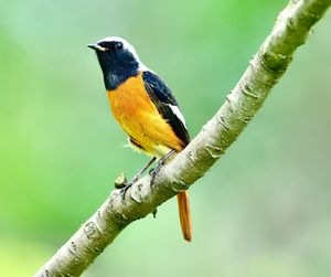 Close-up of bird perching on branch