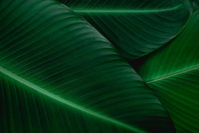 Full frame shot of palm leaves