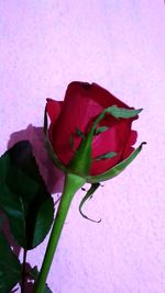 Close-up of pink rose against purple wall