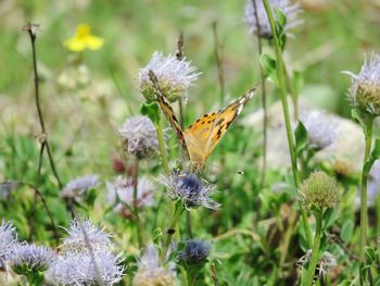 Close-up of butterfly pollinating on flower