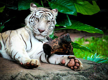 Portrait of a cat resting