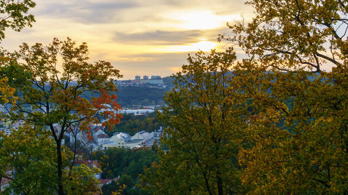 Trees and plants against sky during sunset