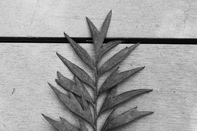 High angle view of plant on table against wall