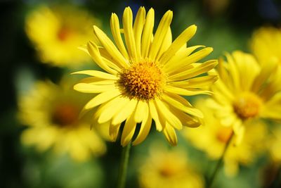 Close-up of yellow flowering plant