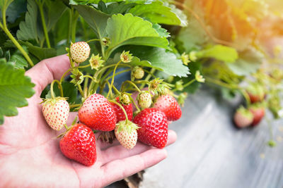 Close-up of strawberries