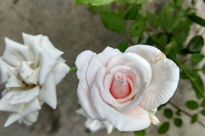 Close-up of flower blooming outdoors