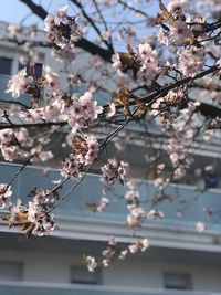 Low angle view of cherry blossoms on tree