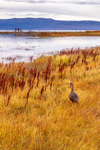 Birds in lake