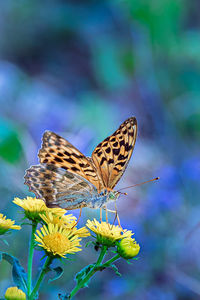 Close-up of butterfly pollinating on flower