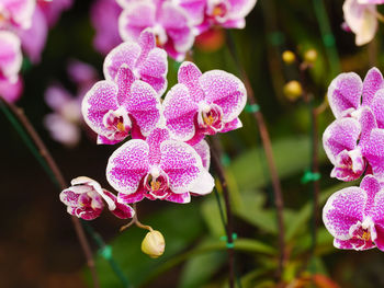 Close-up of pink orchids