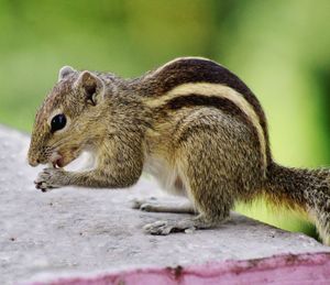 Close-up of squirrel eating