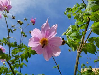 Close-up of pink cosmos flowers