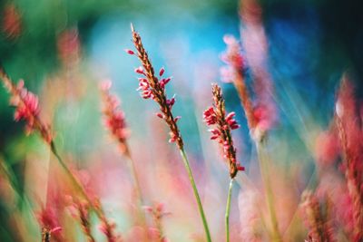 Close-up of pink flowers