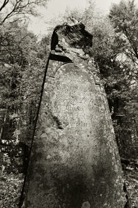 Low angle view of tree trunk