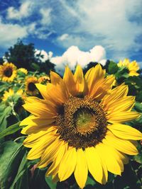 Close-up of yellow sunflower