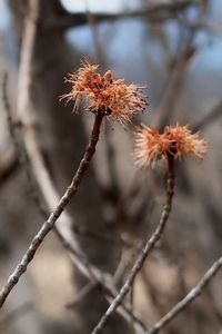 Close-up of wilted plant