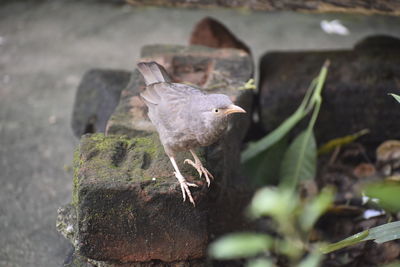 Close-up of a bird
