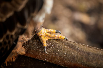 Close-up of lizard