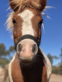 Close-up portrait of a horse