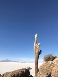 Cactus by rock against clear blue sky