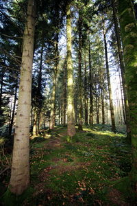 Pine trees in forest