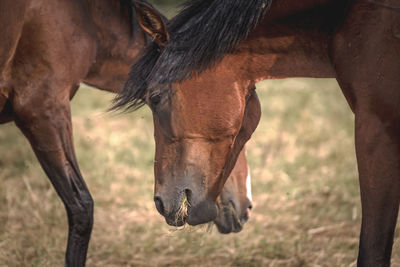 Close-up of horse on field