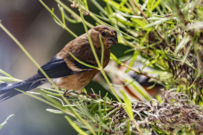 Close-up of sparrow perching on plant