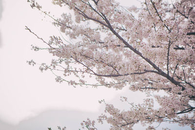 Low angle view of cherry blossoms against sky