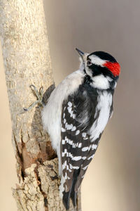 Male downy woodpecker