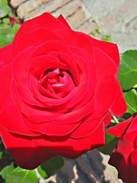 Close-up of red rose