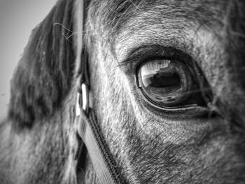 Close-up portrait of a dog