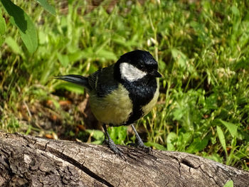 Close-up of bird perching on wood