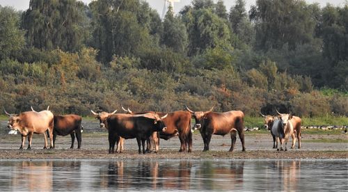 Horses grazing in a farm