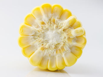 Close-up of yellow flower against white background