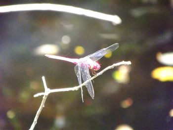 Close-up of dragonfly