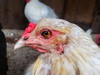 Close-up of a white chicken.