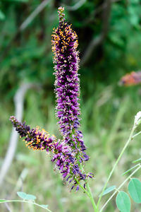 Close-up of bumblebee on purple flowering plant