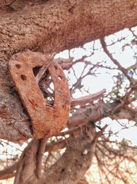 Low angle view of rusty tree