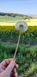 Close-up of hand holding dandelion flower on field