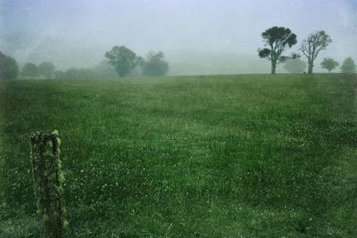 Scenic view of grassy field against sky