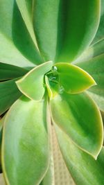 Close-up of succulent plant