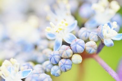 Close-up of flowers growing on tree